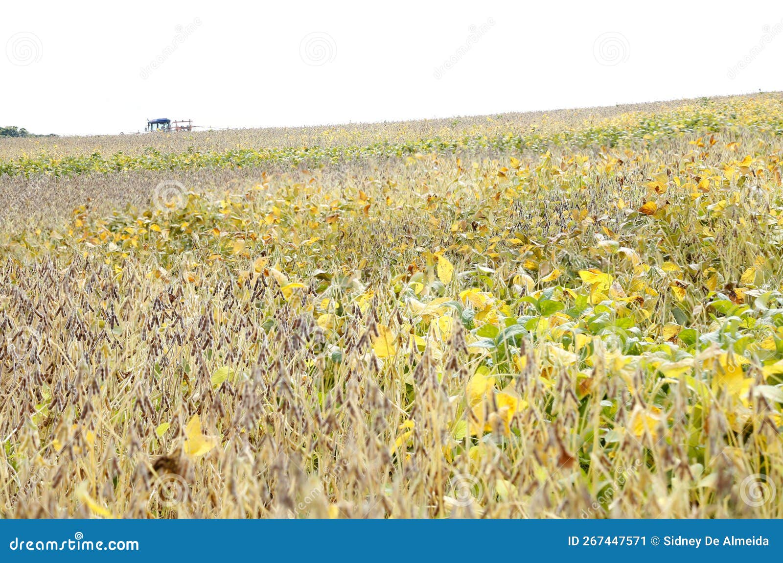 Soybean Field and Plants Growing in Rows Stock Image Image of harvest