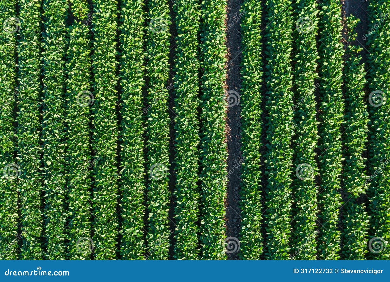 soybean (glycine max) cultivated crop field from drone pov, directly above