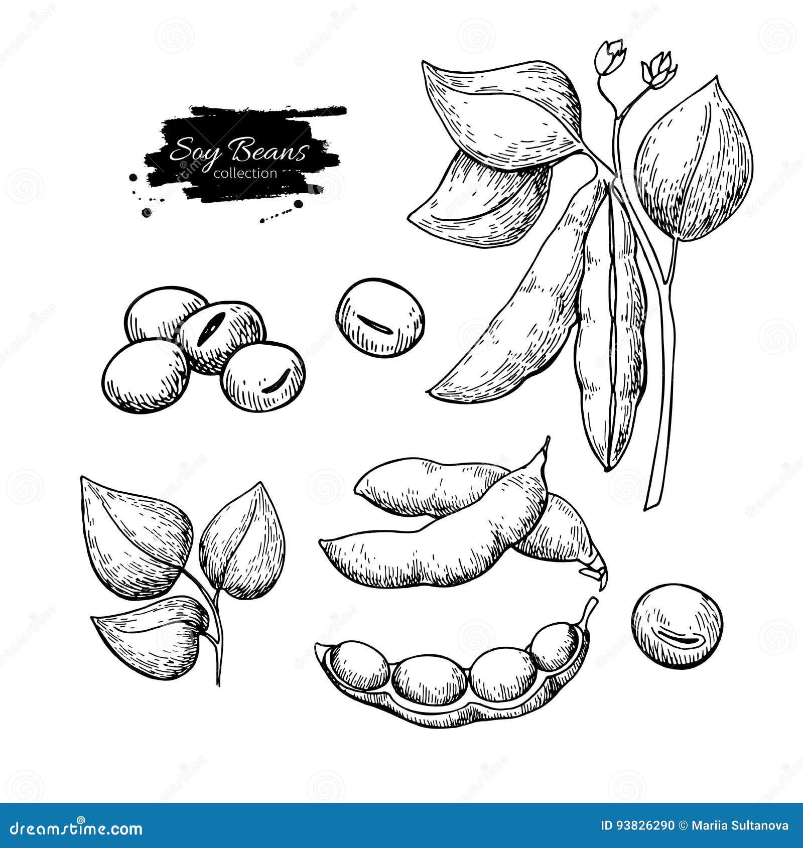 2,700+ Drawing Of Soybean Plant Stock Illustrations, Royalty-Free Vector  Graphics & Clip Art - iStock