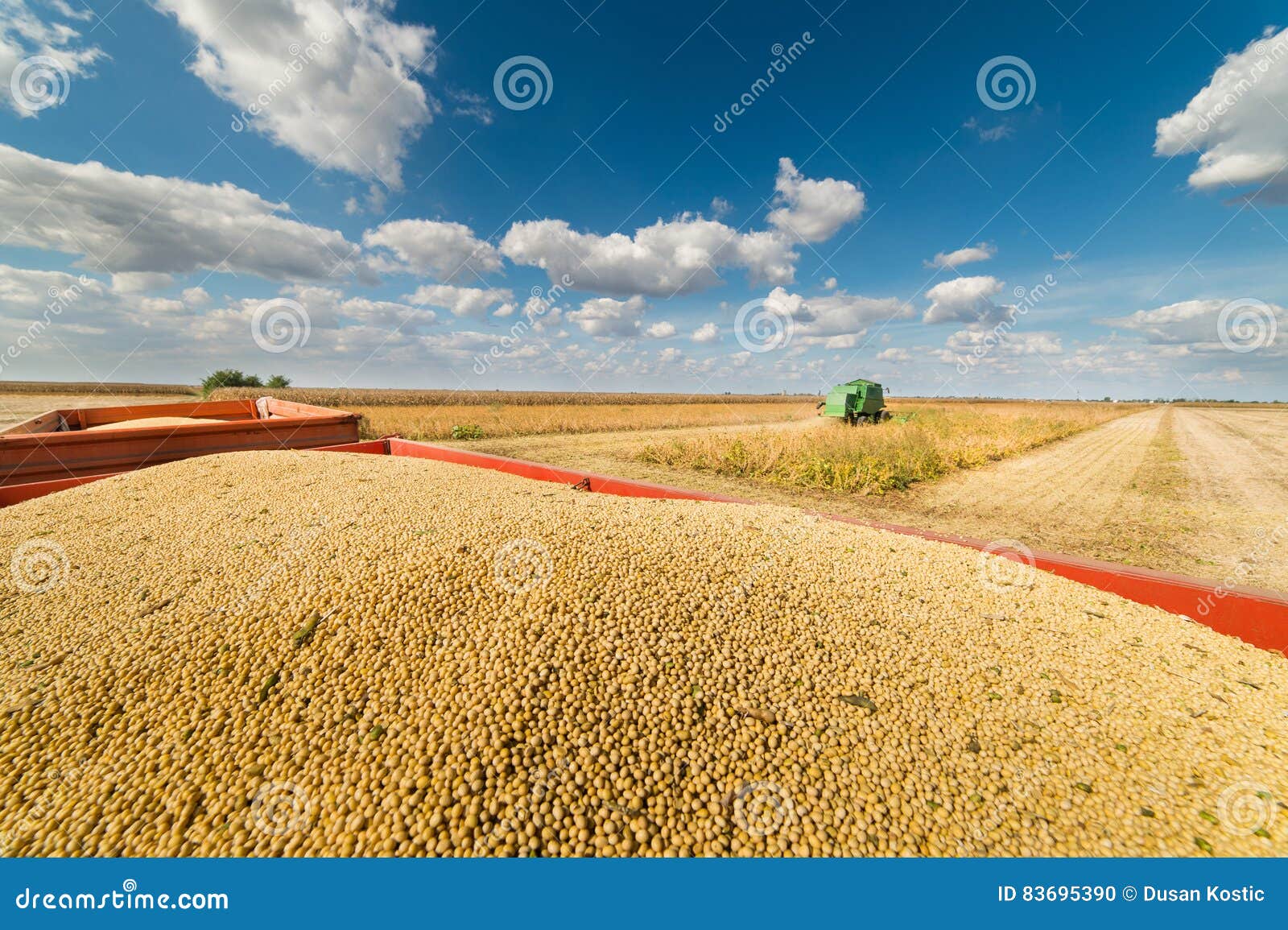 Soybean harvest in field stock photo. Image of industry 83695390