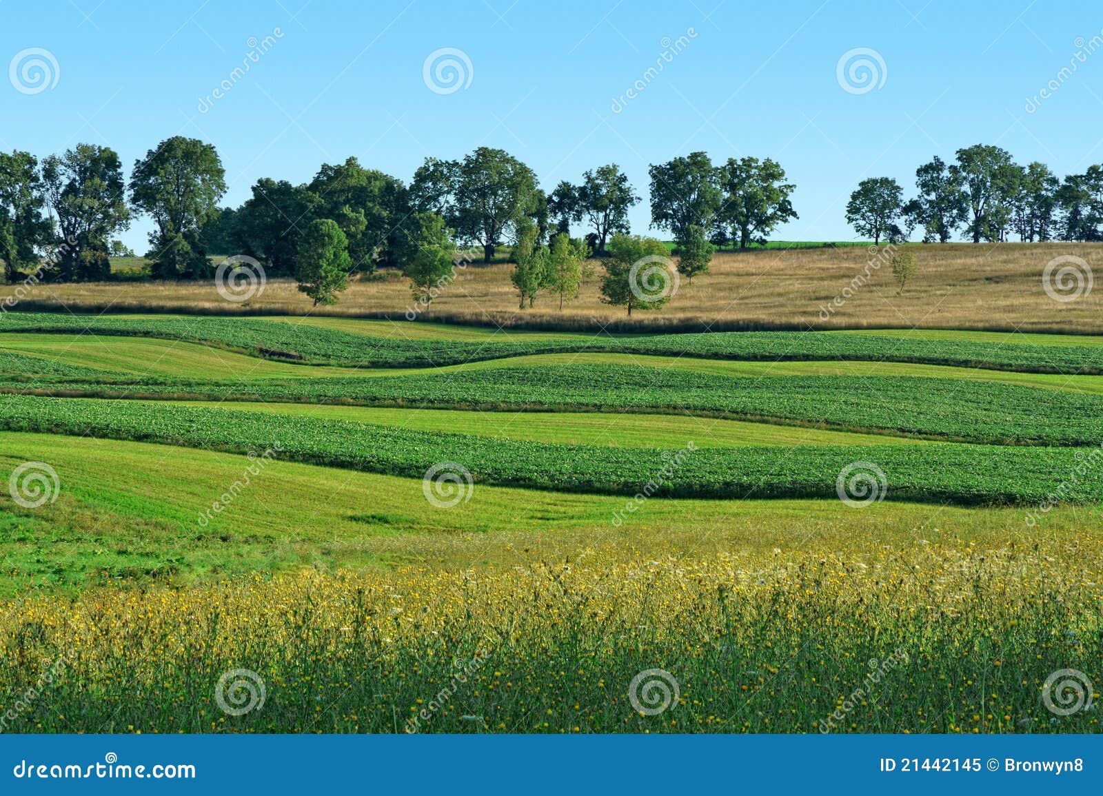 Soybean and Hay Field stock image. Image of food, summer 21442145