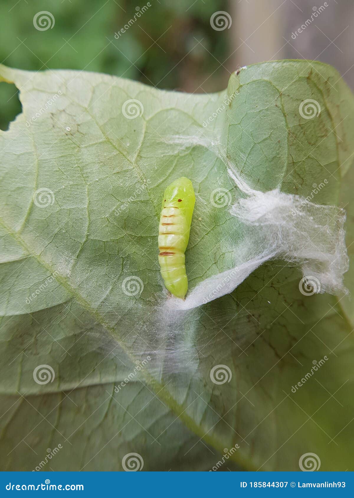 pupa soybean looper damage on black bean in viet nam