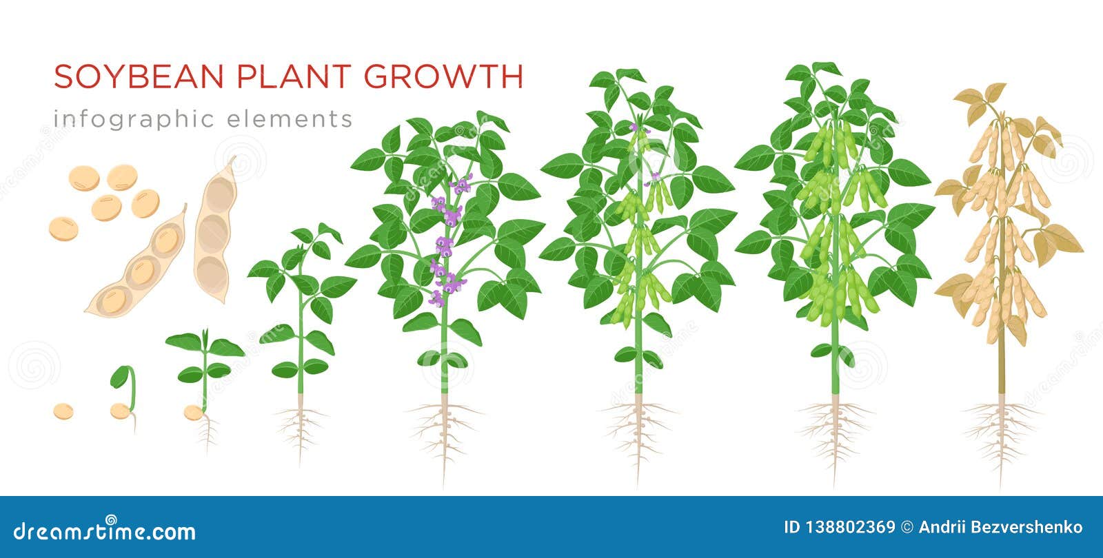 soybean plant growth stages infographic s. growing process of soya beans from seeds, sprout to mature soybeans