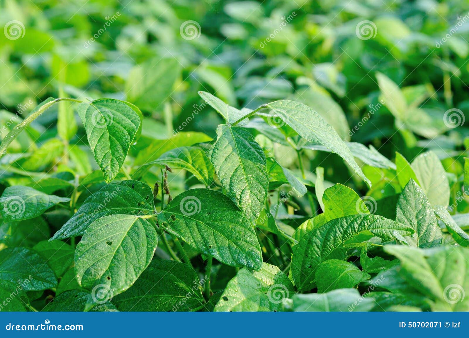 Soybean plants stock image. Image of fruit, growing, fields 50702071
