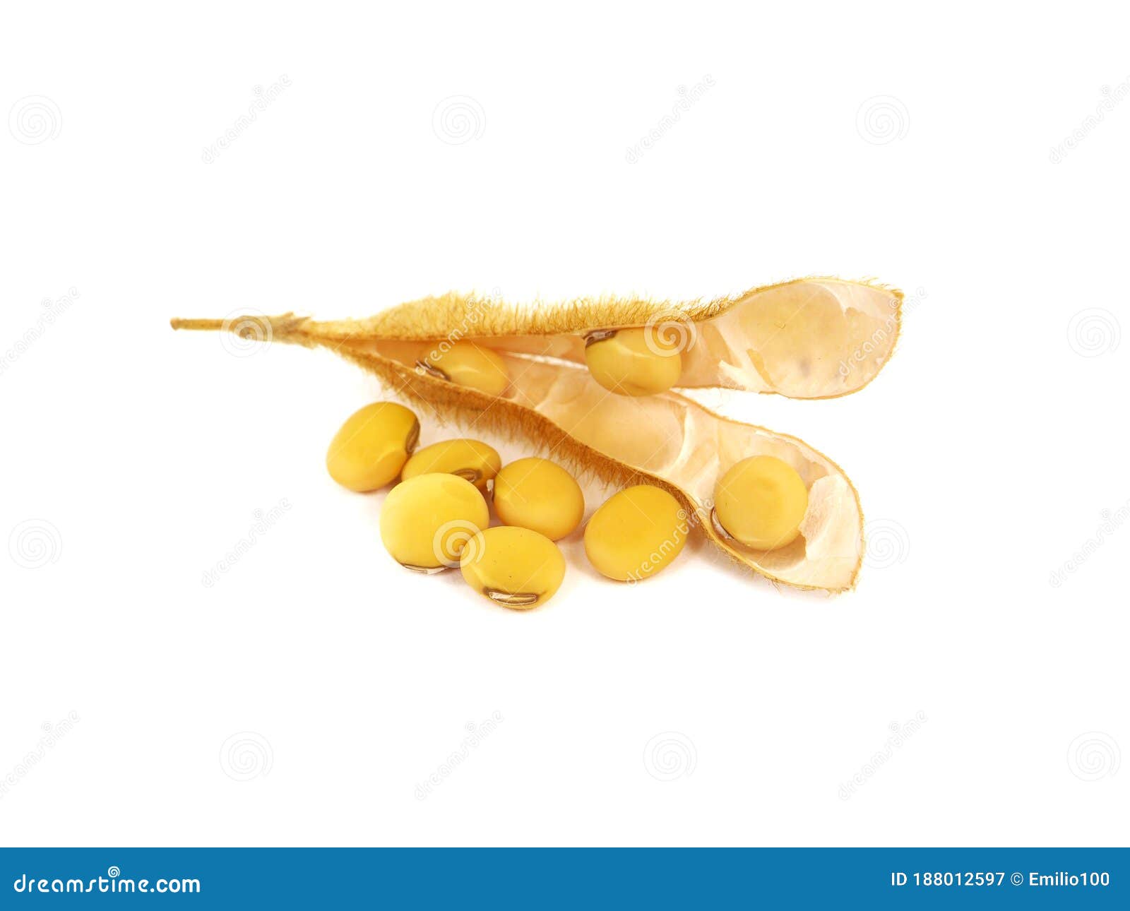 Soybean Pod and Seeds Isolated on White, Glycine Max Stock Image ...