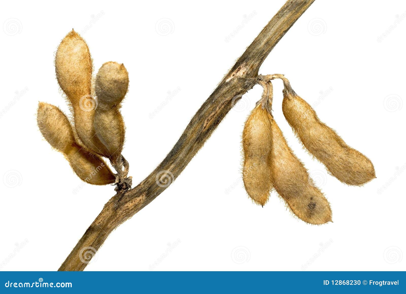 Soybean Pods Stock Photo Image 12868230
