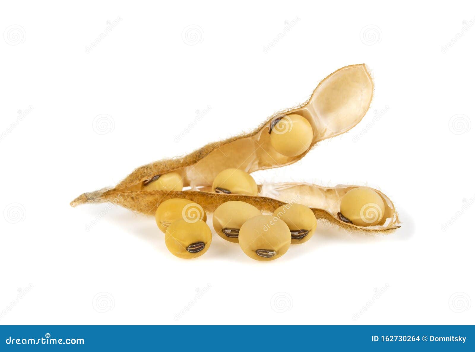 Soybean Pods Isolated on White Background. Soya - Protein Plant for ...