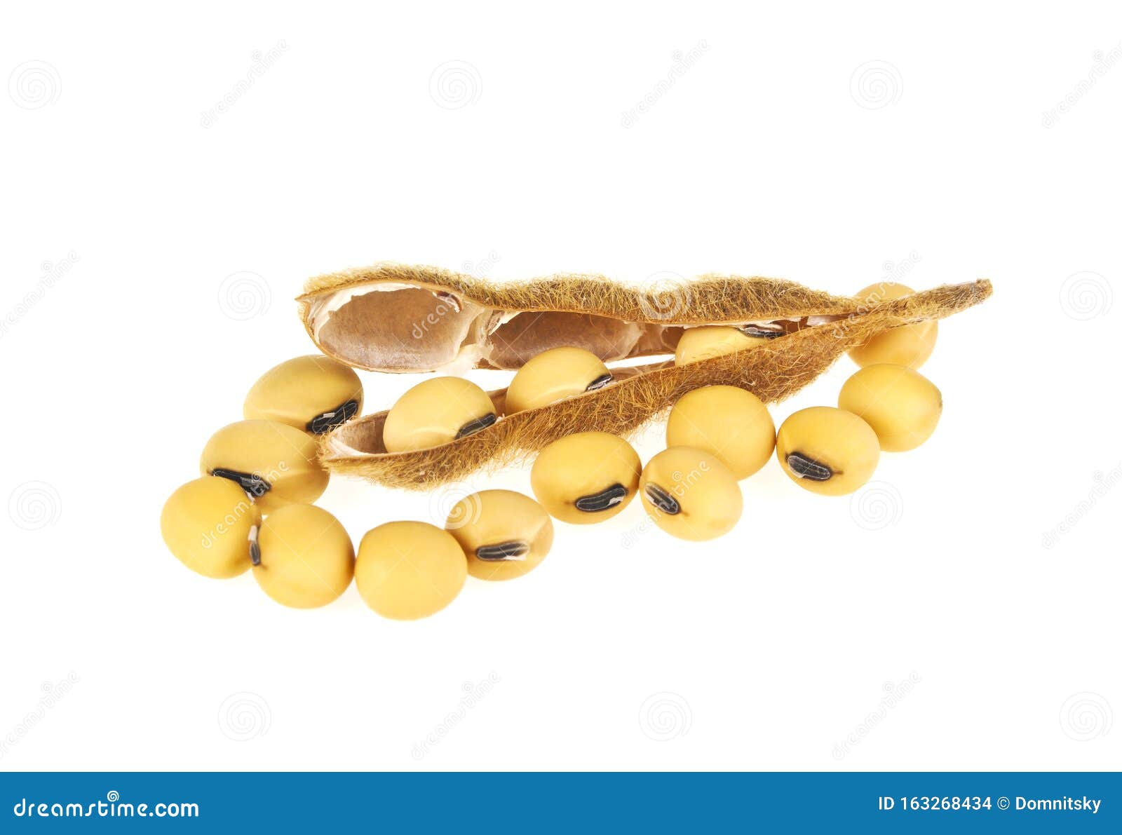 Soybean Pods Isolated on White Background. Soya - Protein Plant for ...