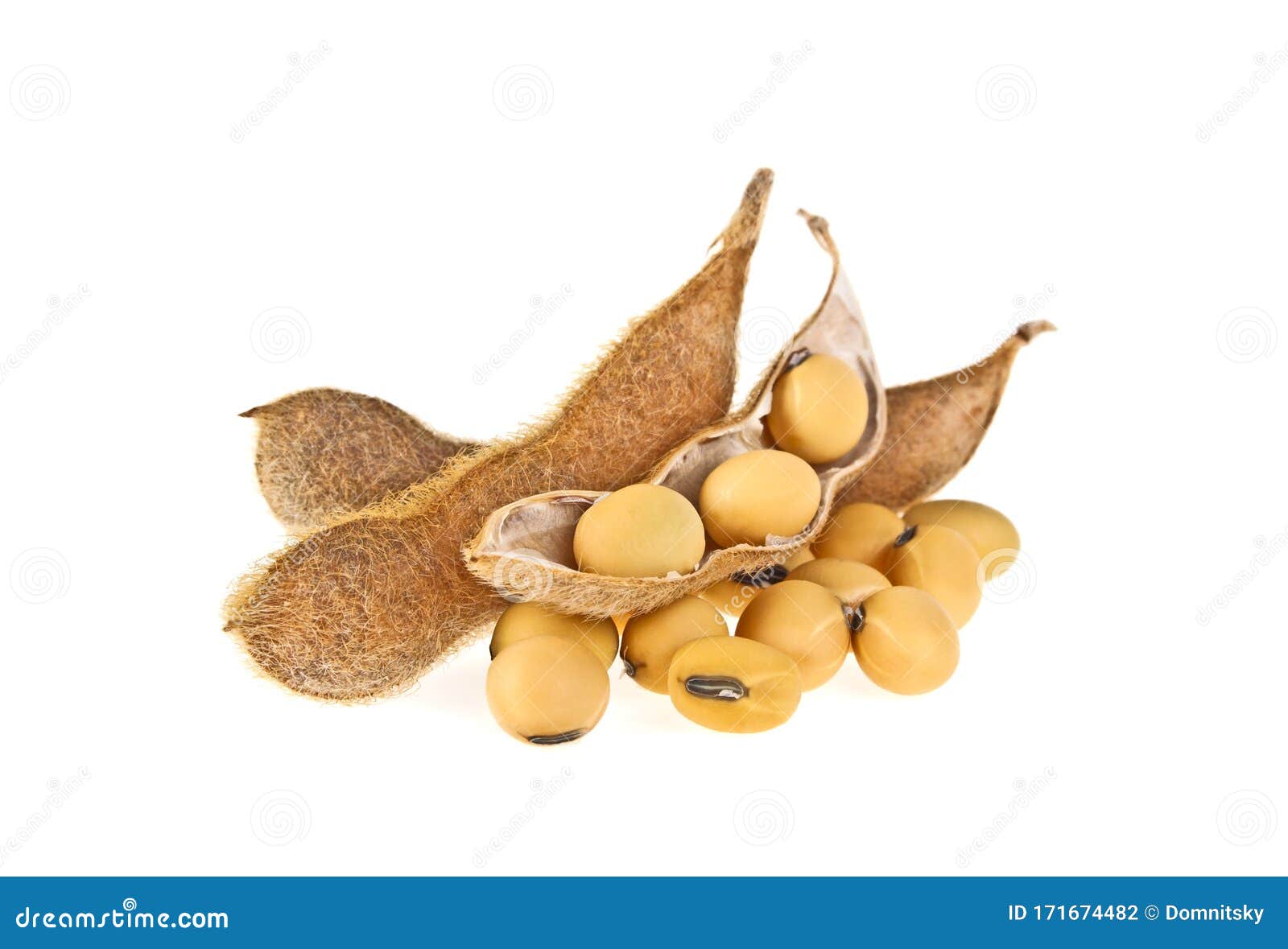 soybean pods  on white background. soya - protein plant for health food