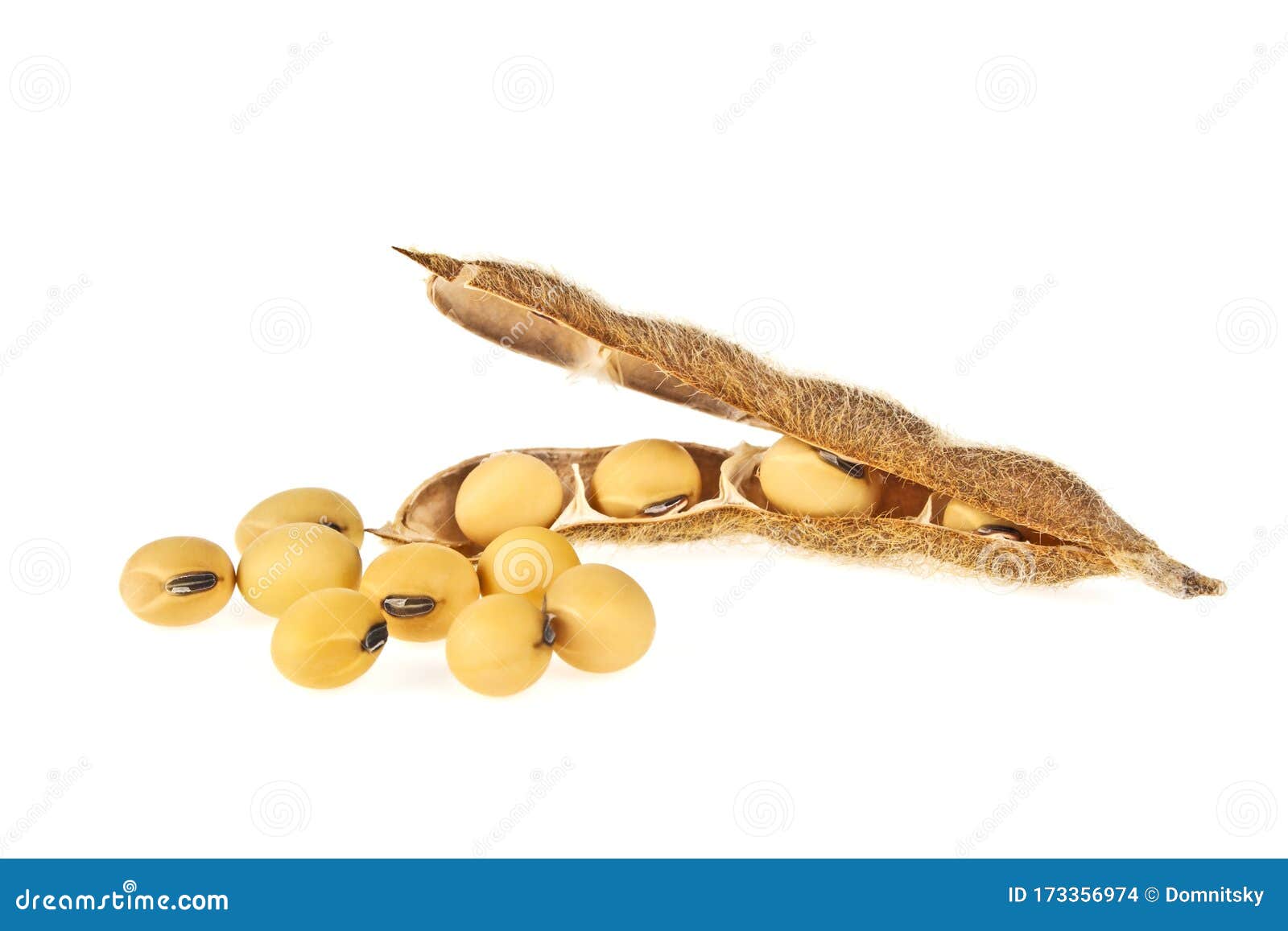 Soybean Pods Isolated on White Background. Soya - Protein Plant for ...