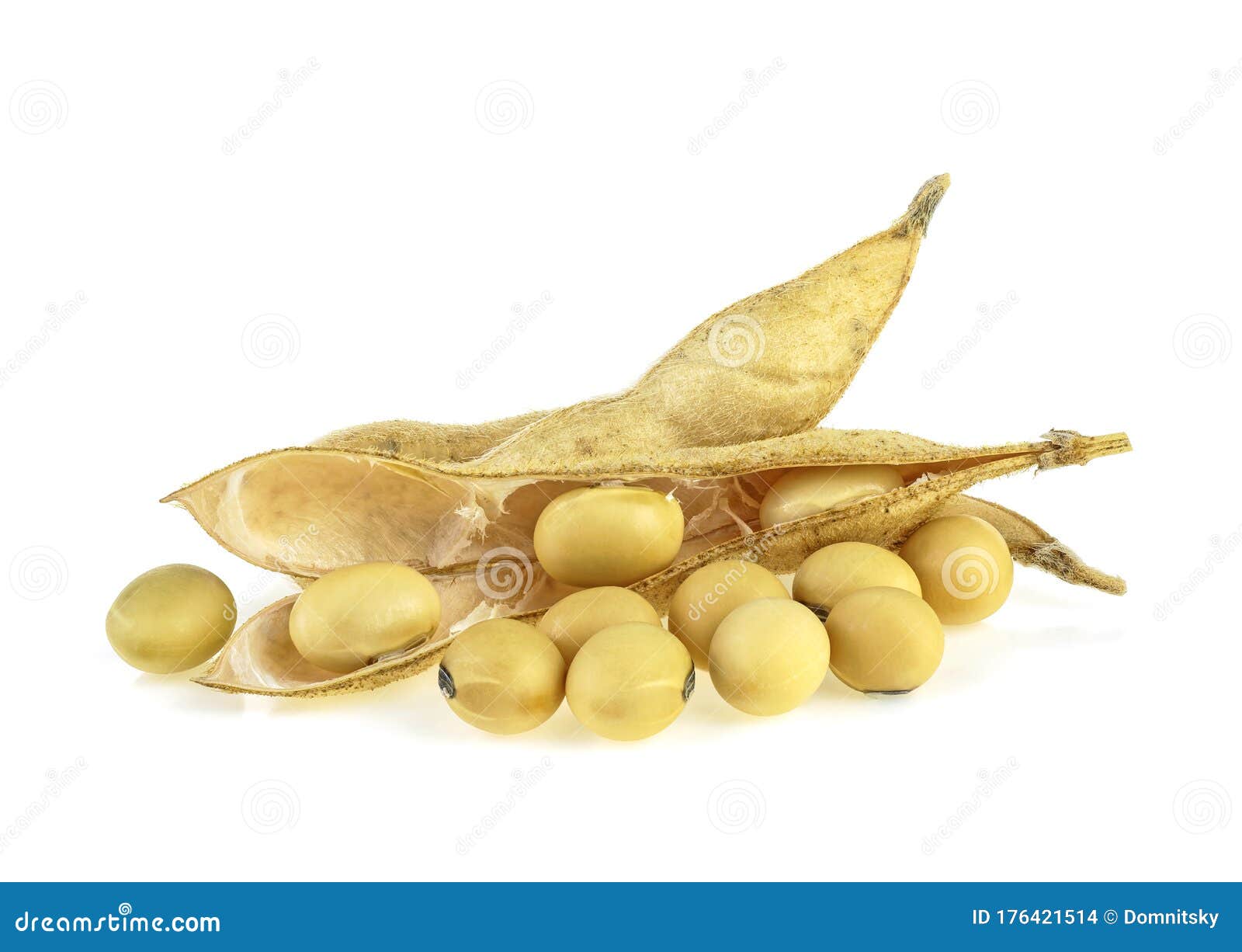 Soybean Pods Isolated on White Background. Soya - Protein Plant for ...