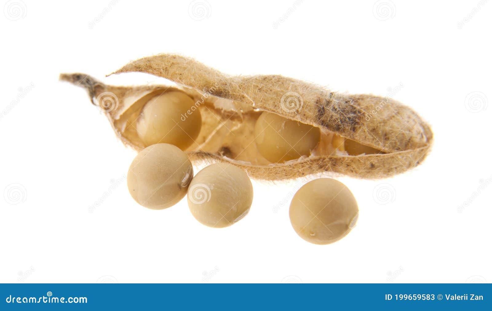 Soybean pods stock image. Image of protein, bean, healthy - 199659583