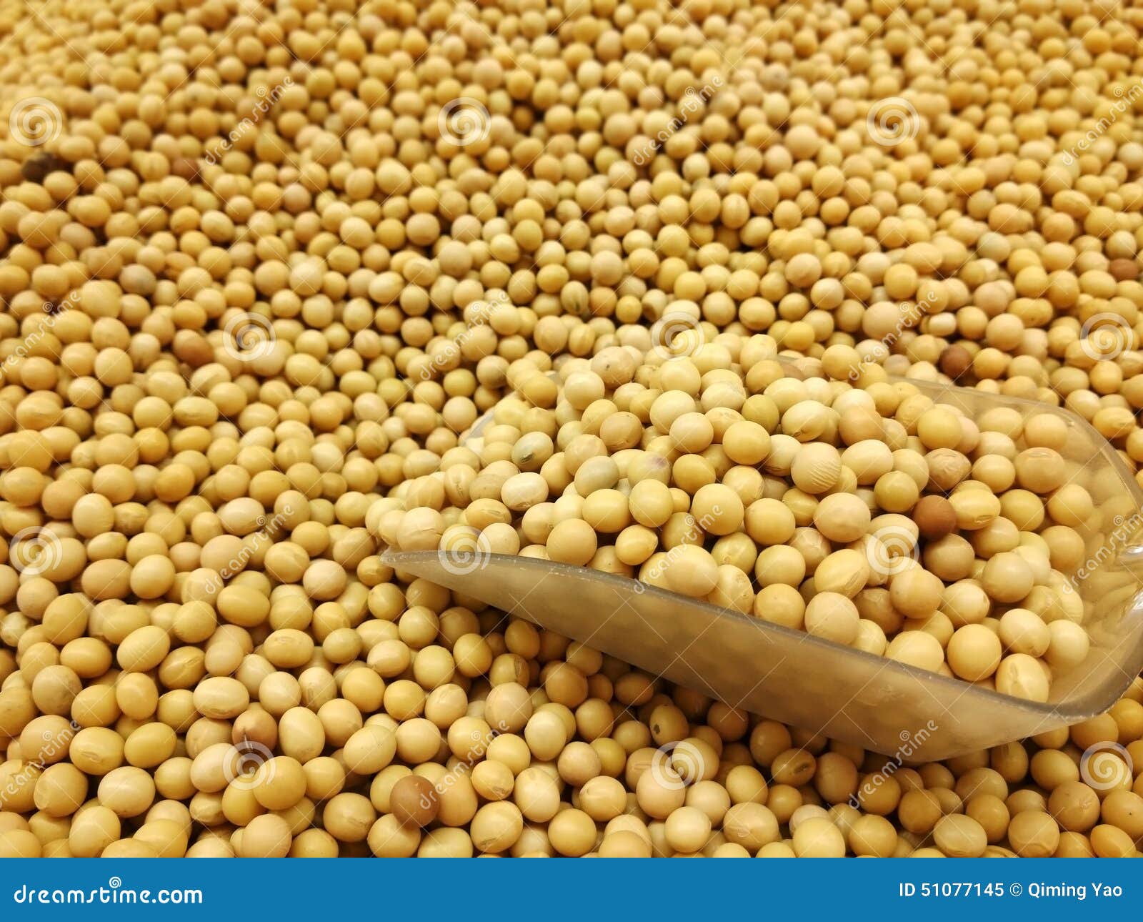 Soybean stock image. Image of nutrition, agriculture 51077145
