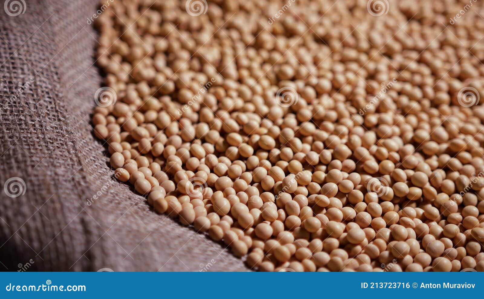 Premium Photo | Dried soybeans scattered from burlap bag on to black wooden  table