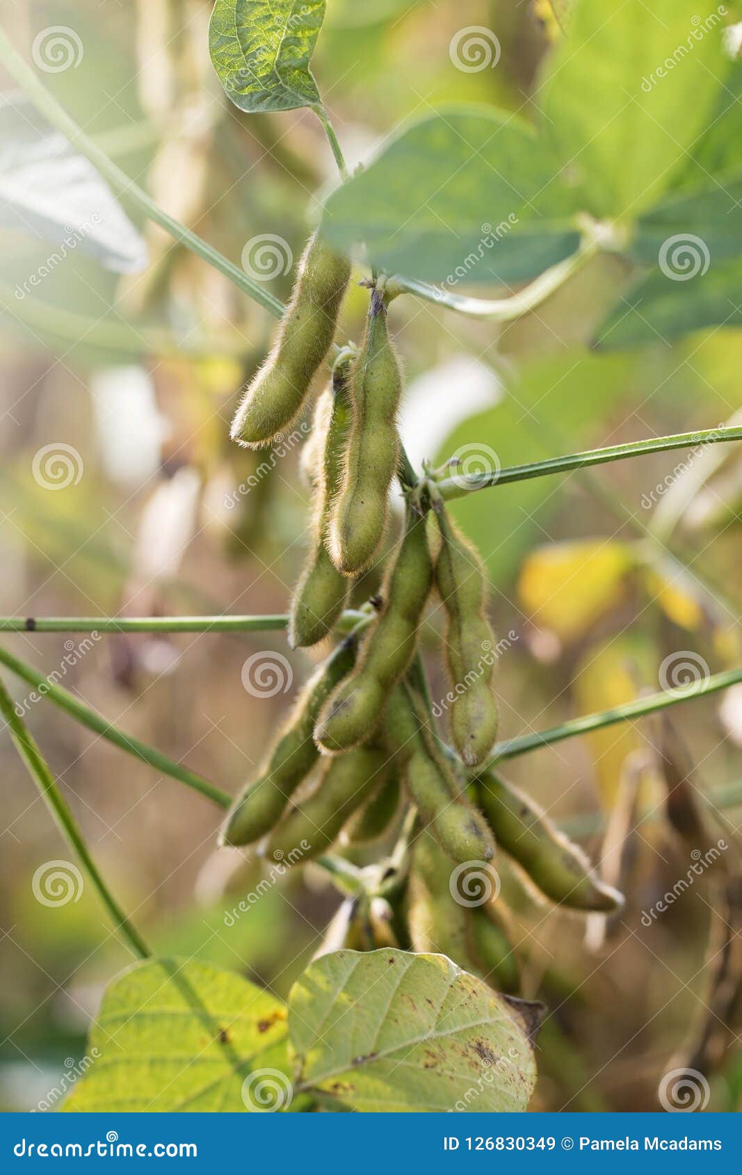 Soybeans Fields Close To Harvest Time Stock Image Image of corporate, shell 126830349