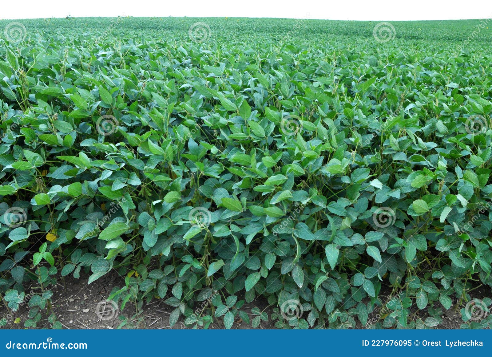 Soybeans grow in the field stock image. Image of season 227976095