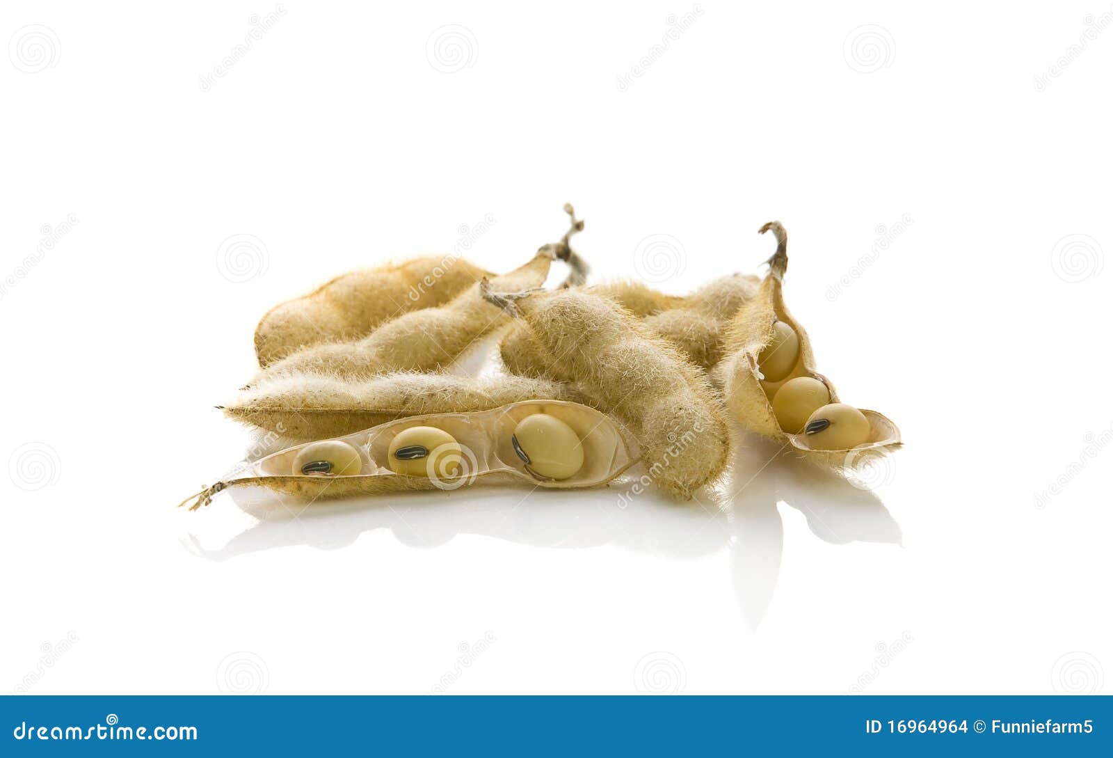 Soybeans in Shells Isolated Stock Photo - Image of dietary, japanese ...