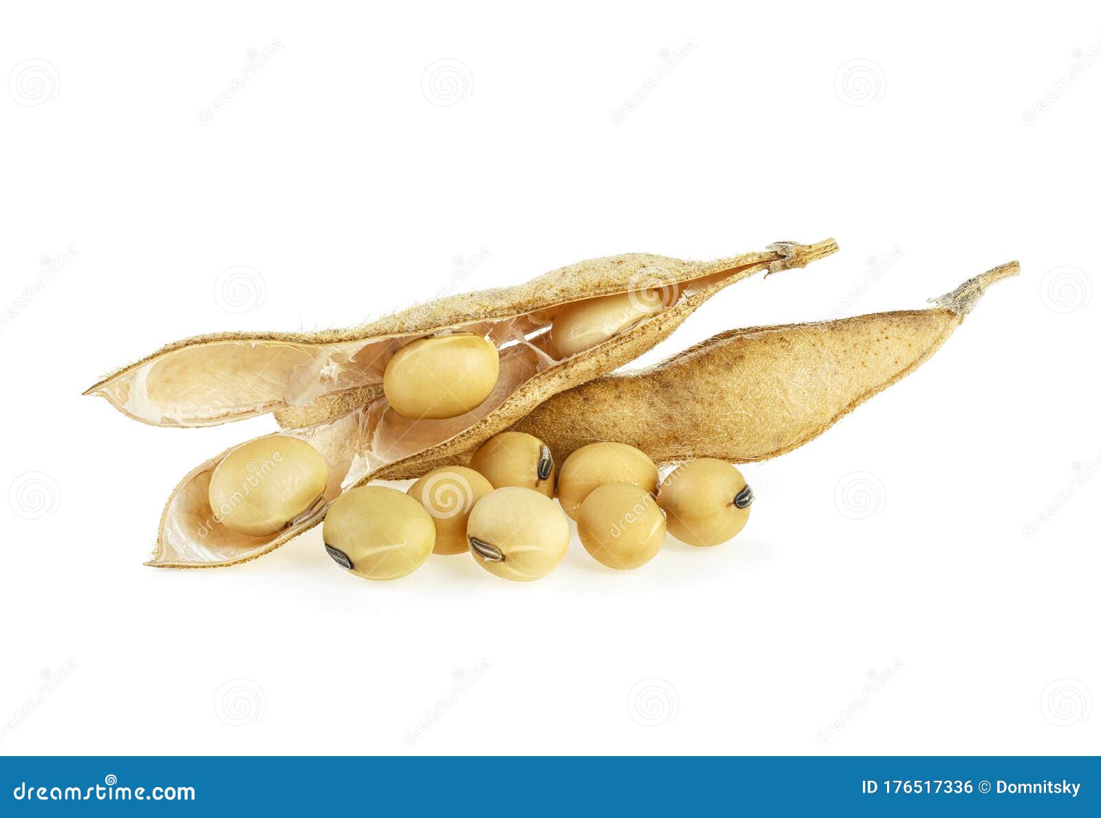 Soybeans and Soy Pods Isolated on White Background Stock Photo - Image ...