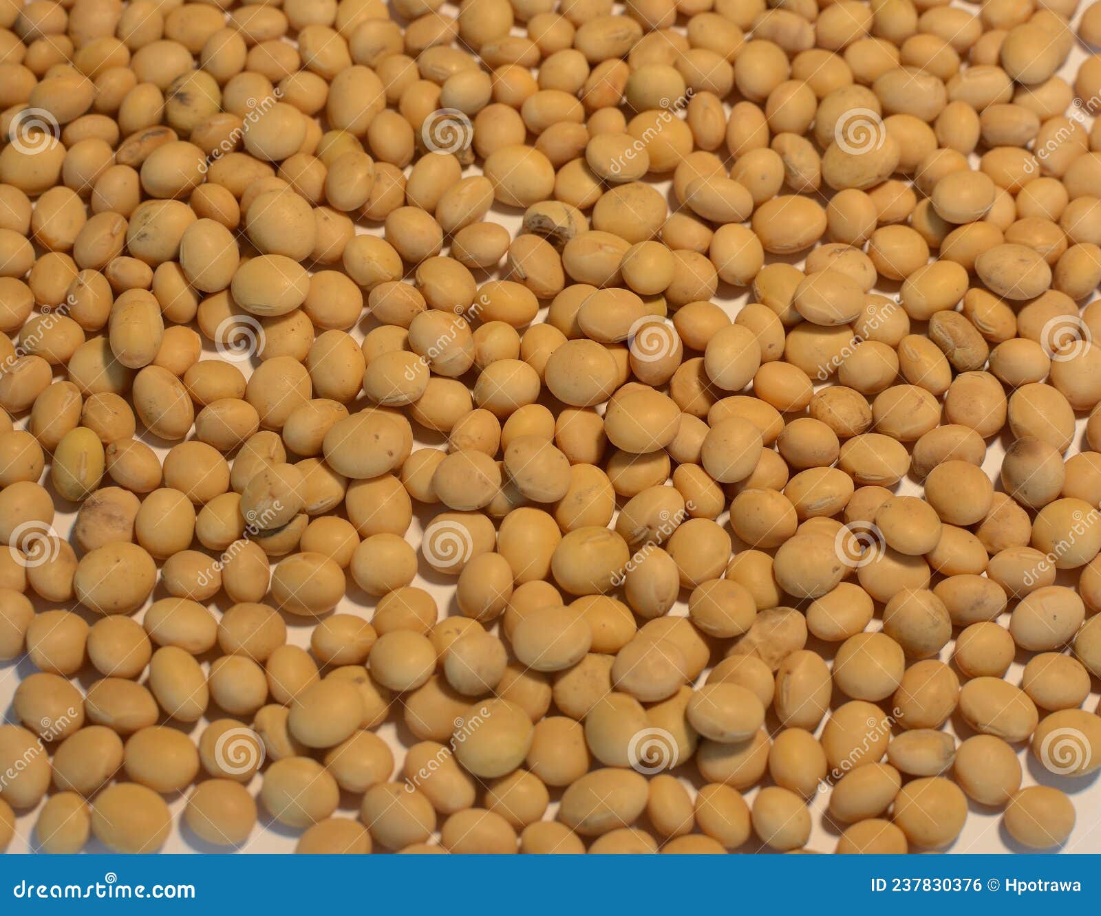 Soybeans stock photo. Image of dish, food, plantation 237830376