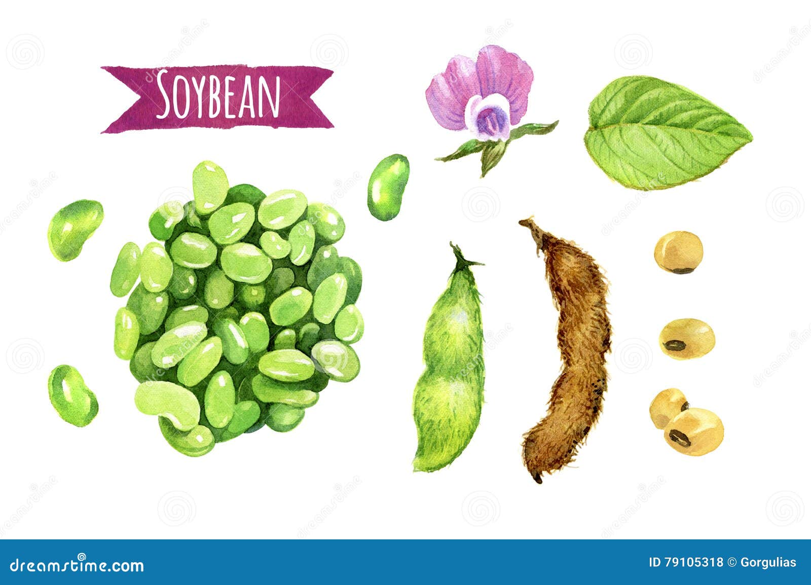 Soybeans Handdrawn Illustration. Soybeans. Vector Doodle Style Cartoon