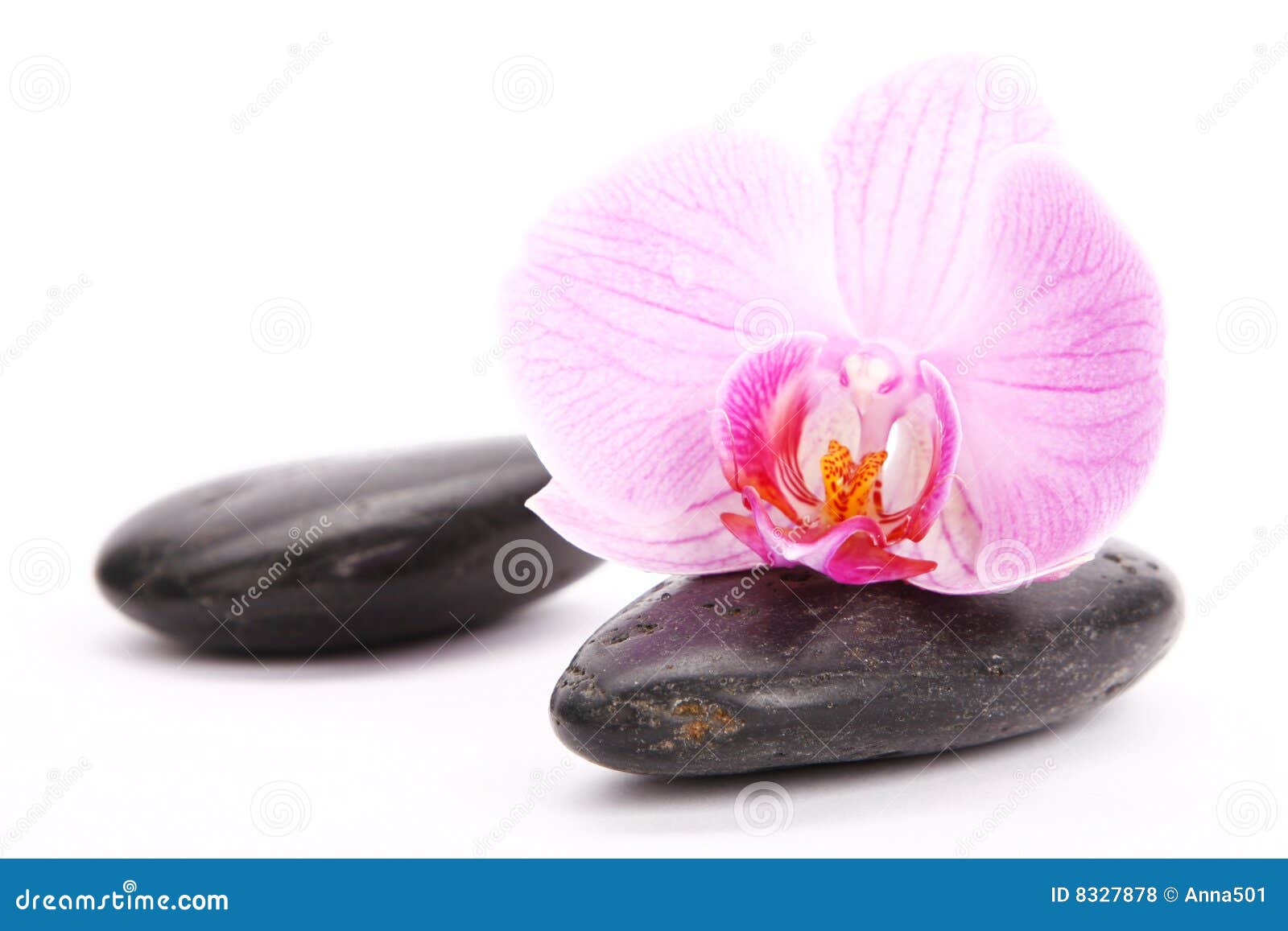 Spa stones with pink orchid