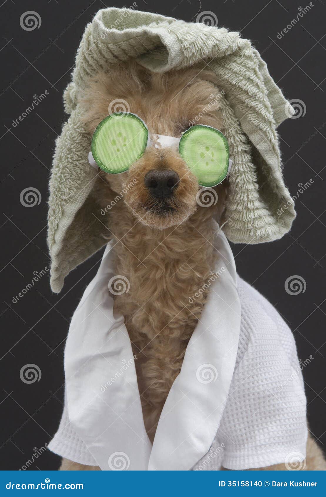 Spa Ready Dog Stock Photo - Image: 35158140