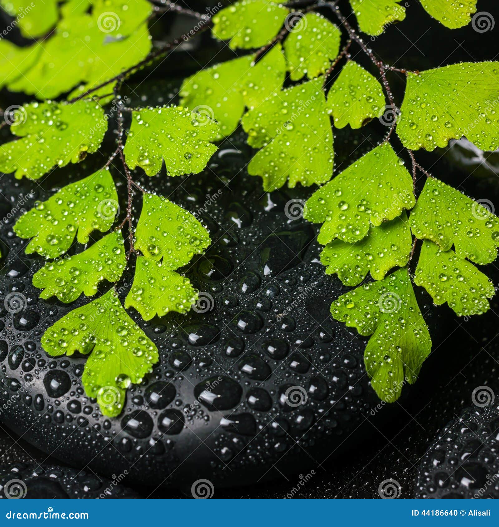 leaf still life photography  black png download - 1200*806