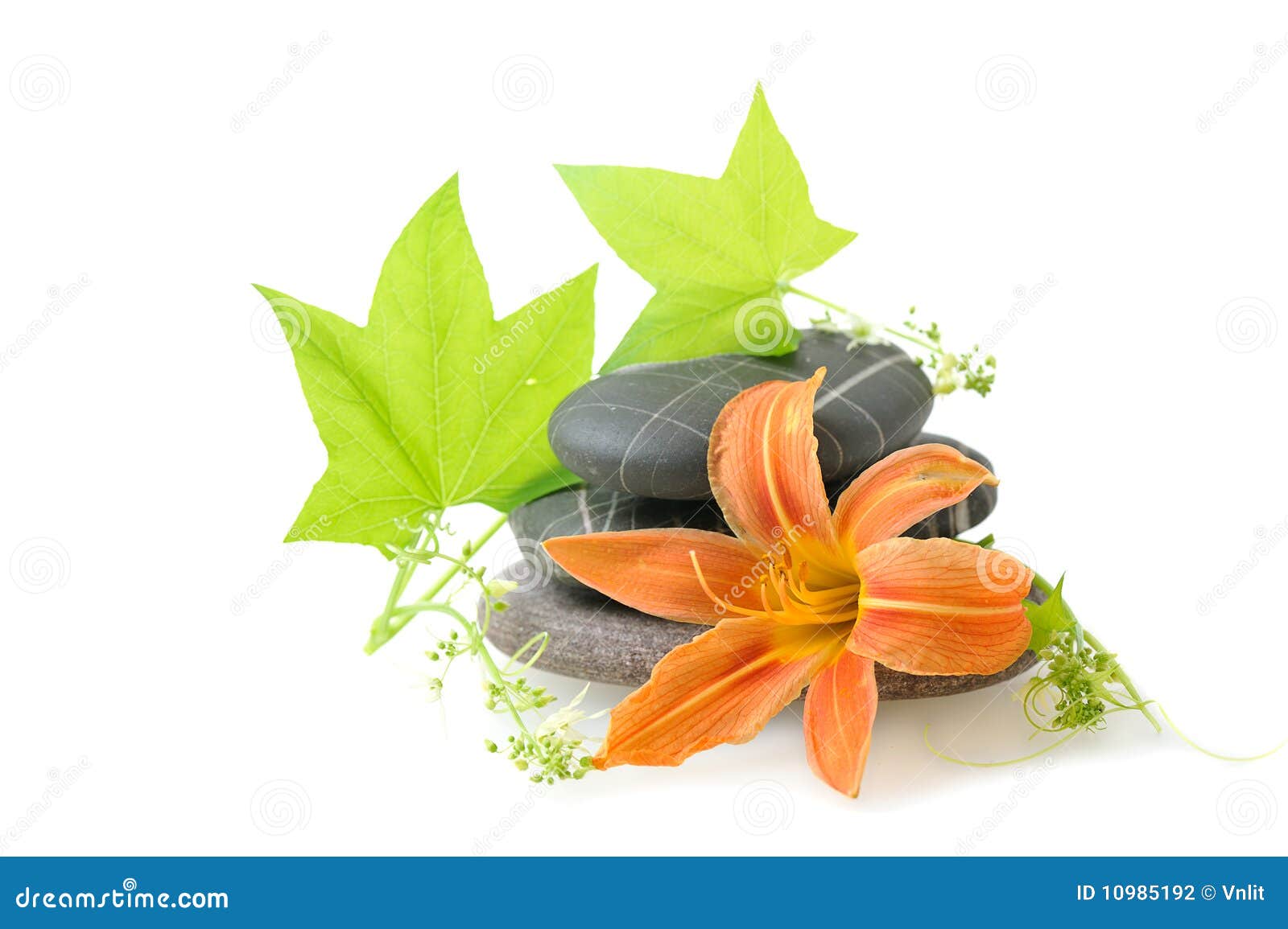 Spa theme with lily stock photo. Image of isolated, green 10985192