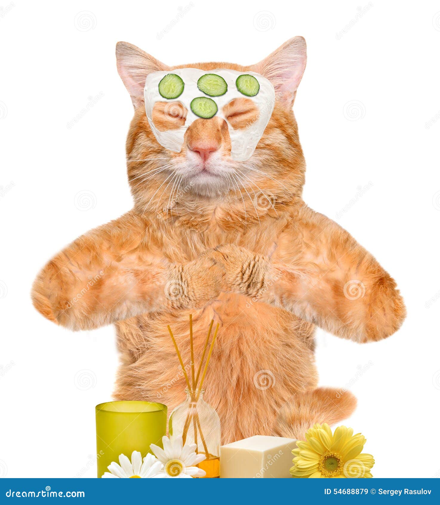 Spa wash cat . stock image. Image of brush, clean, body 54688879