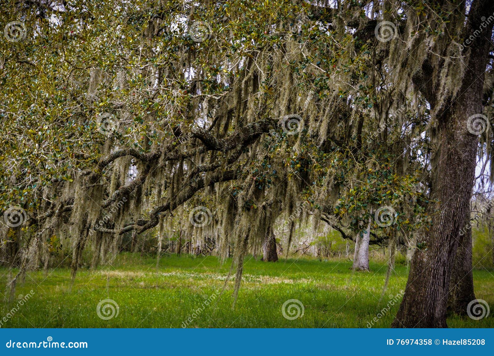 Spaans mos stock foto. Image of bomen, gebied, gras, spaans - 76974358