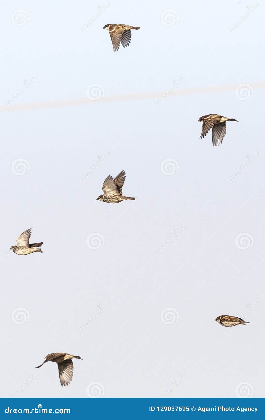 spaanse mus, spanish sparrow, passer hispaniolensis