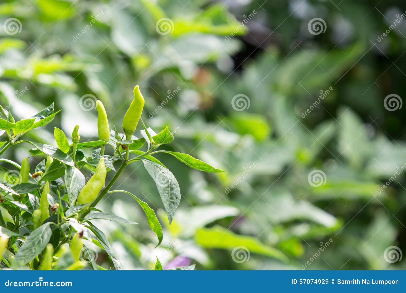 De groene Spaanse peperboom in tuin