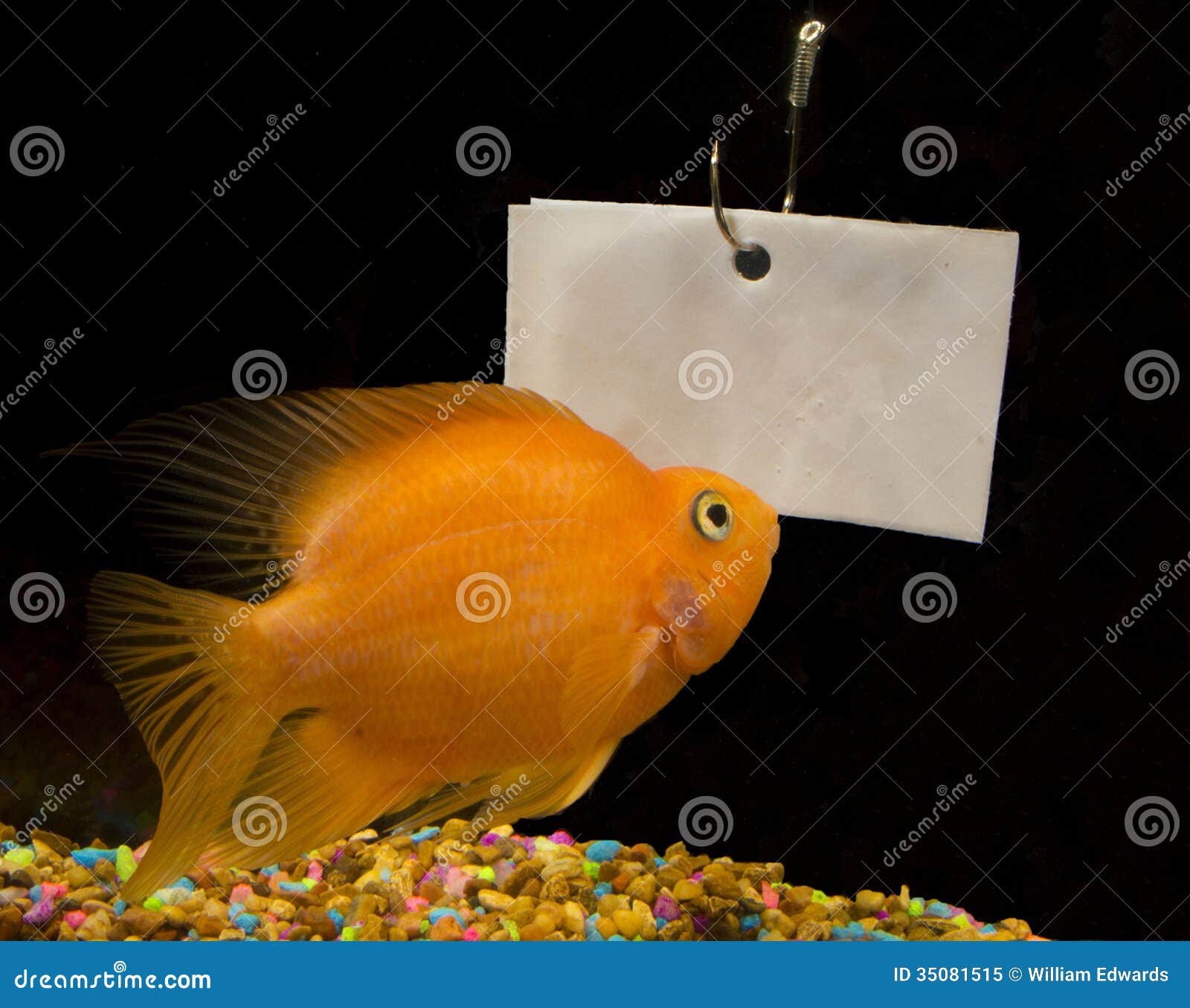 Space for rent stock image. Image of fish, concepts, space 35081515