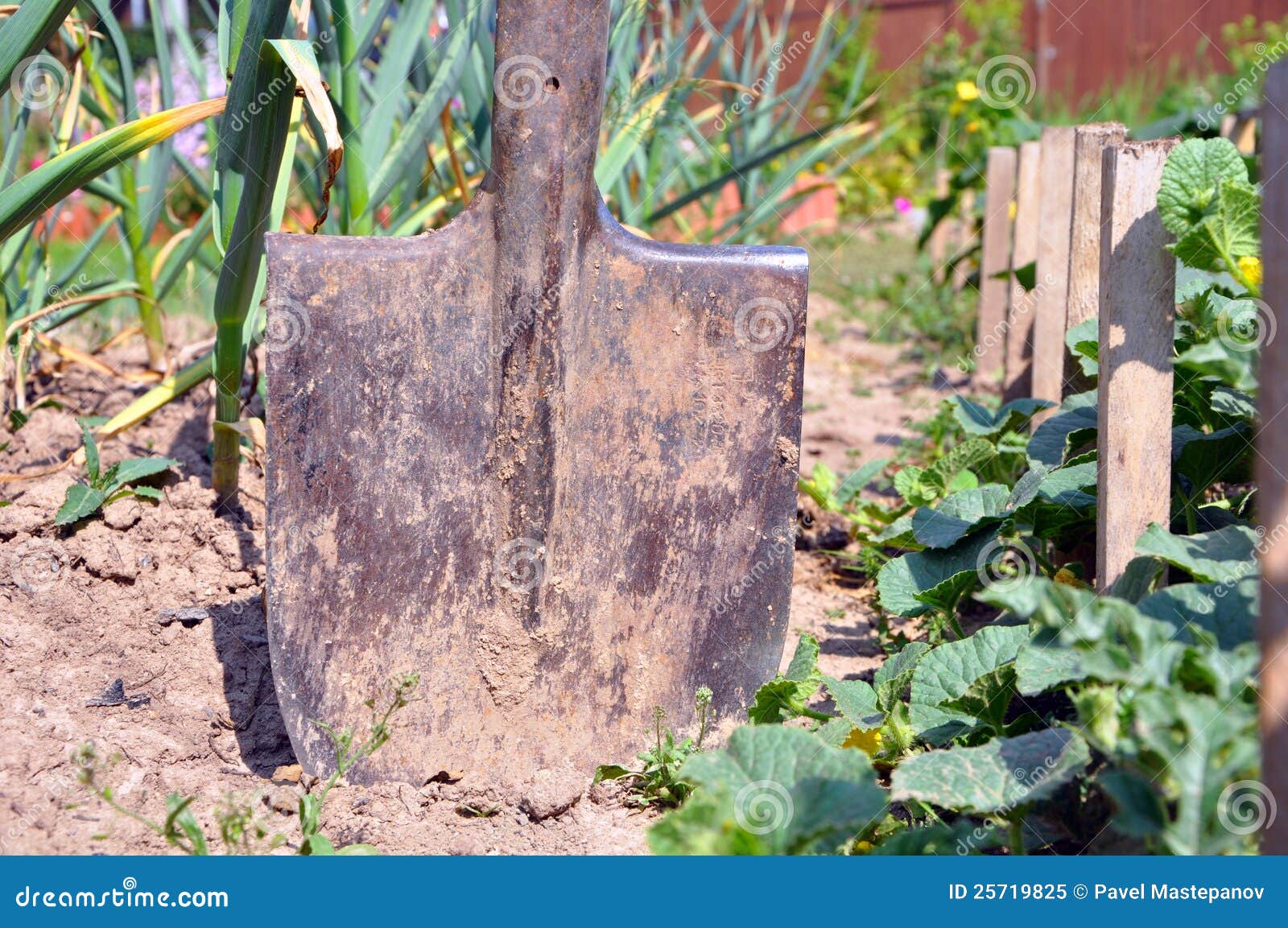 Spade stock image. Image of house, garlic, shovel, summer 25719825