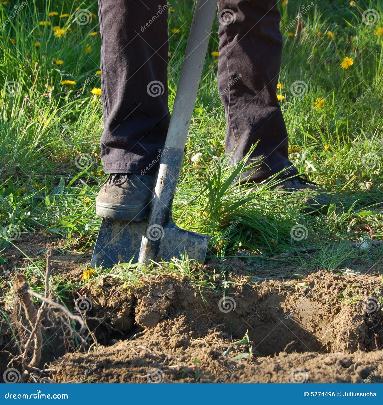 Spade gardening stock photo. Image of dandelion, tool 5274496