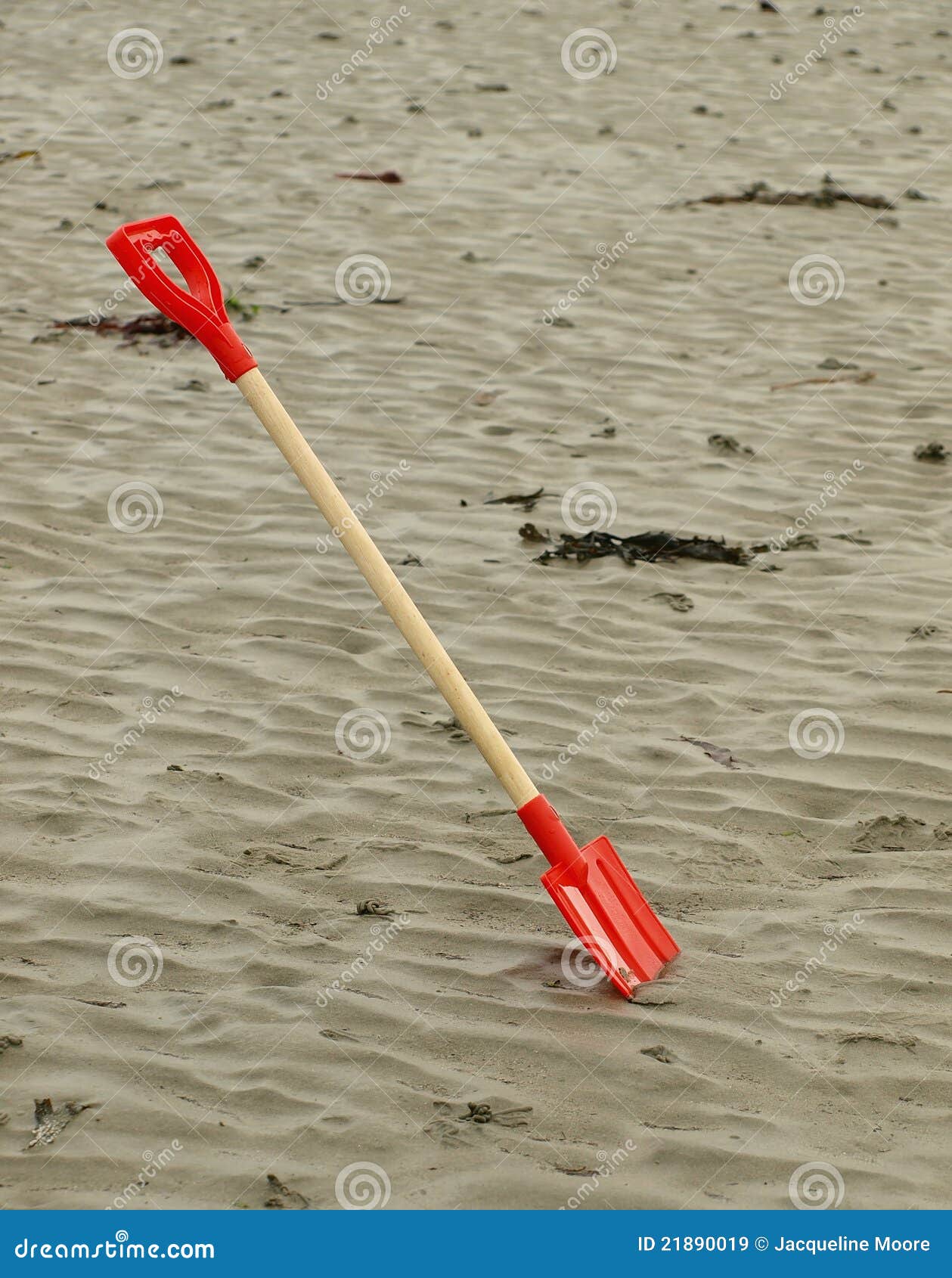 Spade on sandy beach stock image. Image of seaweed, playing 21890019