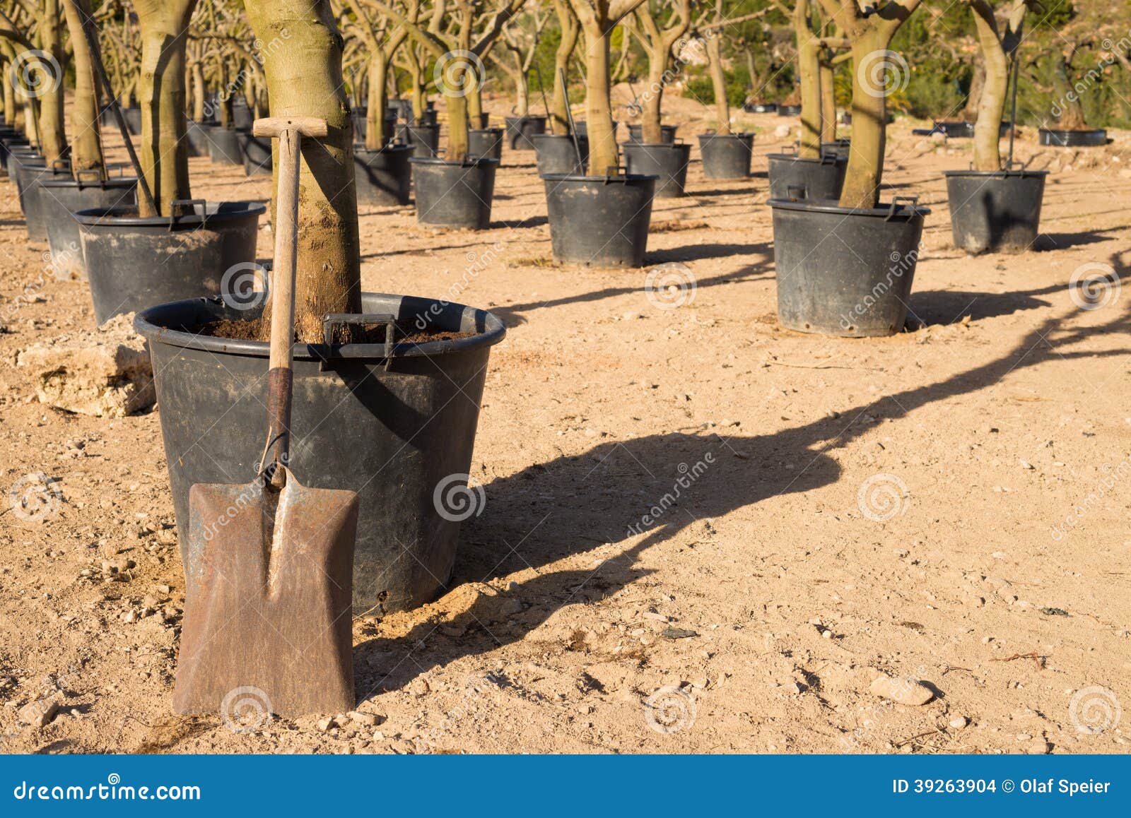 Spade in a tree nursery stock photo. Image of tool, trunks 39263904