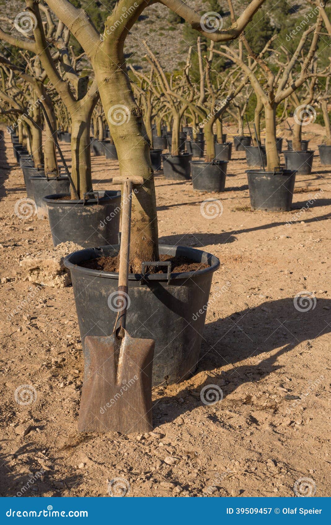 Spade in a tree nursery stock image. Image of grow, vertical 39509457