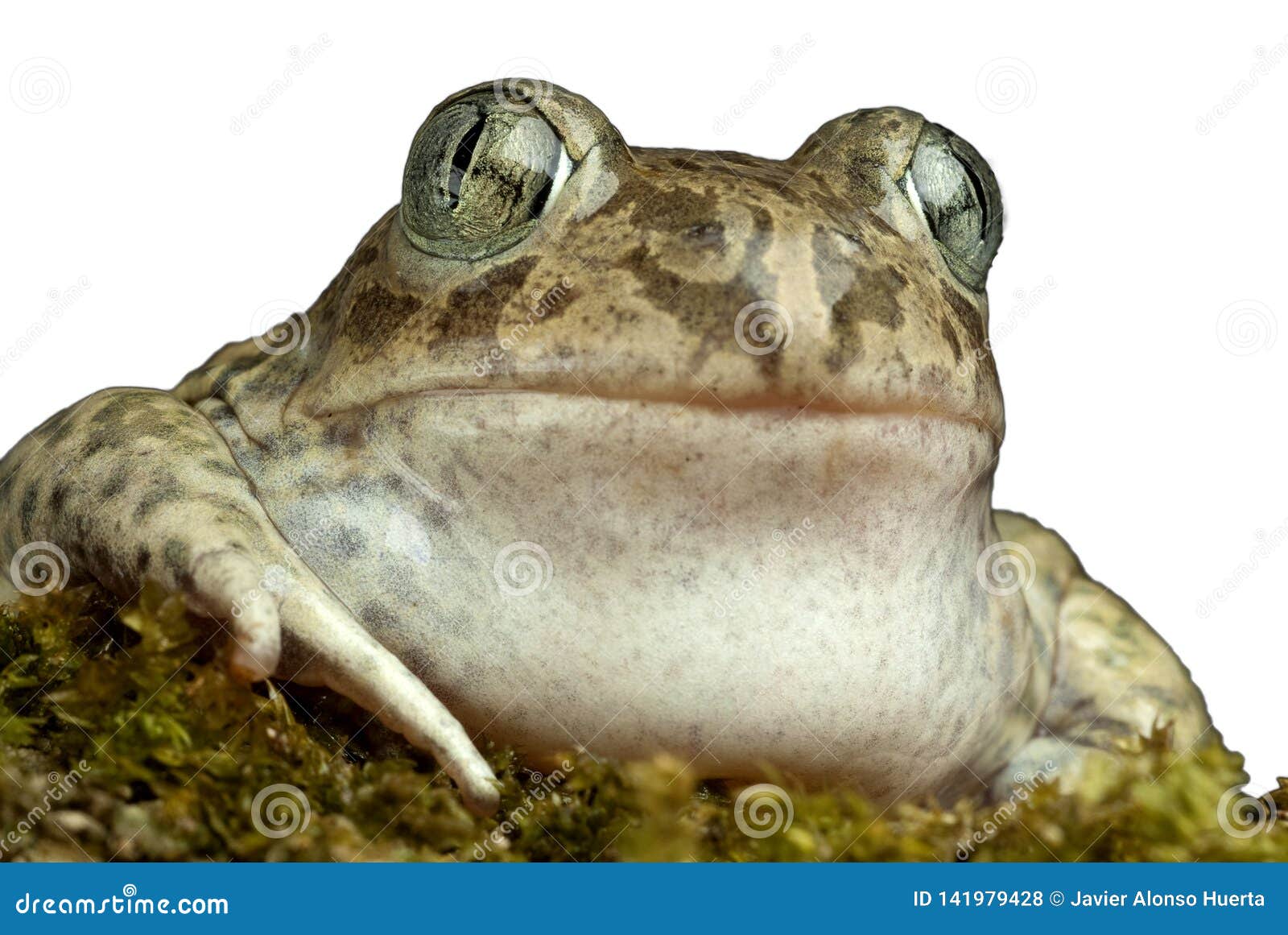 spadefoot toad, pelobates cultripes,