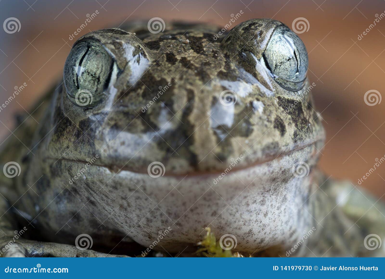 spadefoot toad, pelobates cultripes, amphibian