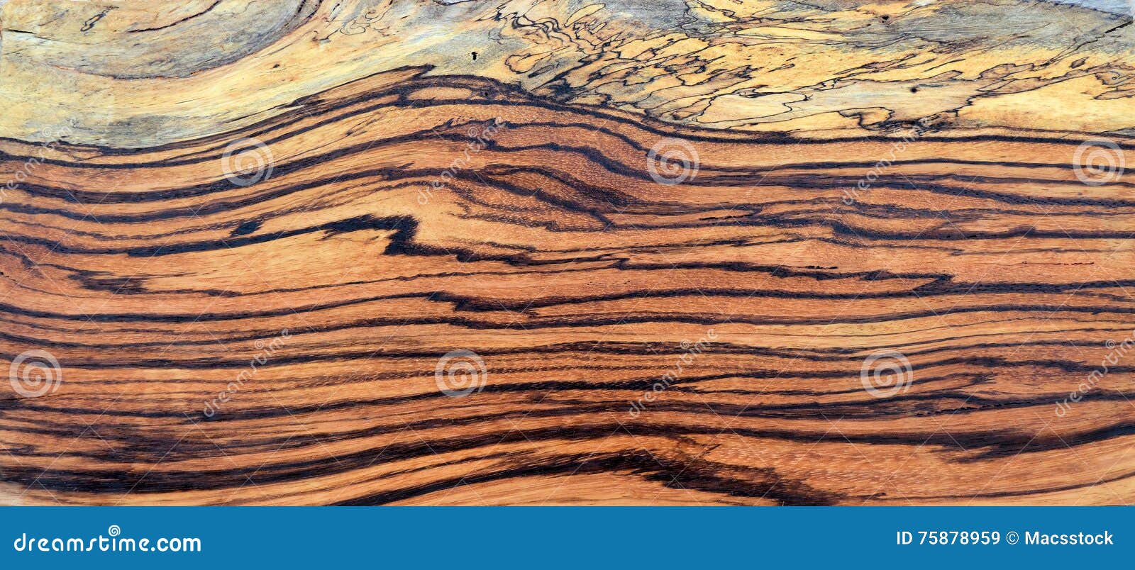 Spalted Zebra wood panel stock image. Image of spalted 75878959