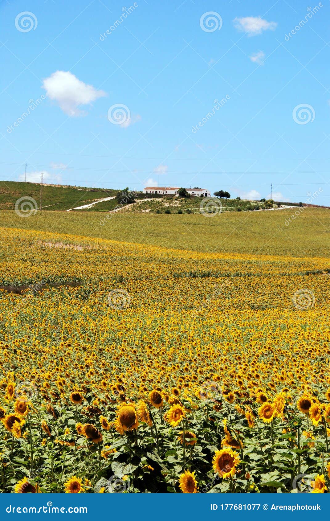 sunflower field and farm, medina sidonia, spain.