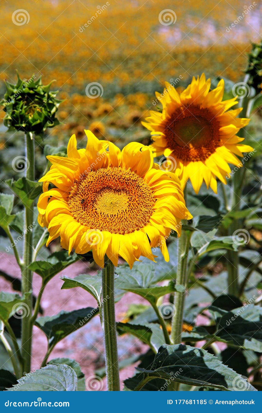 pretty sunflowers, medina sidonia, spain.