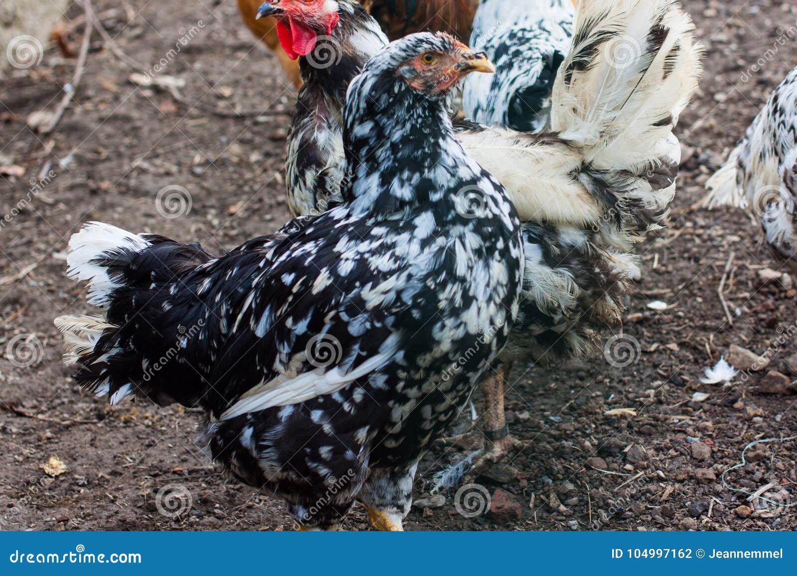 Spangled Black and White Chicken Stock Photo - Image of hamburg, nature ...