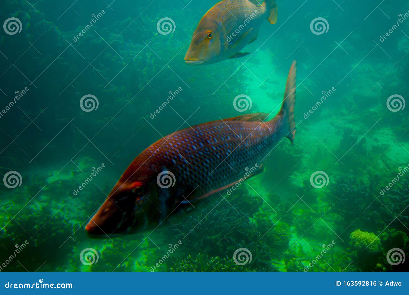 Spangled Emperor Green Snapper Stock Photo - Image of life, western ...