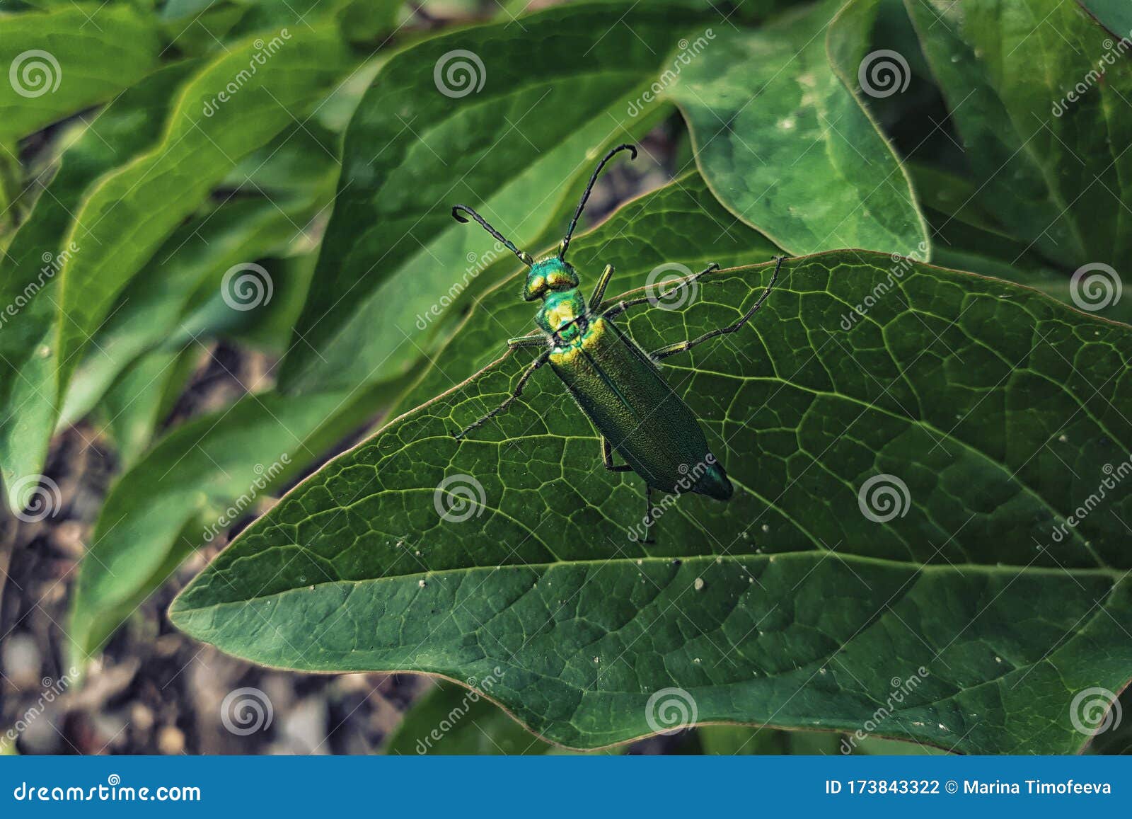 spaniard fly beetle on a green leaf.