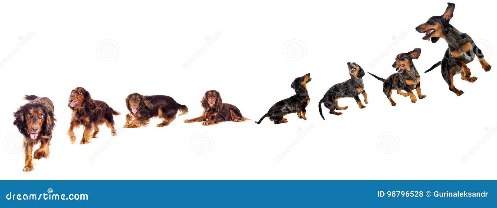 Spaniel and Dachshund Dogs Run and Jump Stock Photo Image of mammal, full 98796528