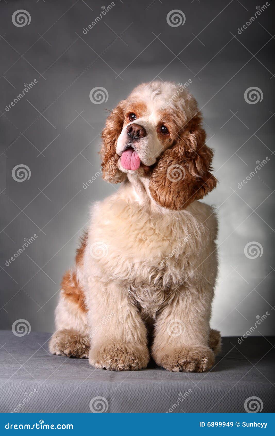 Uno Spaniel di cocker davanti a priorità bassa grigia