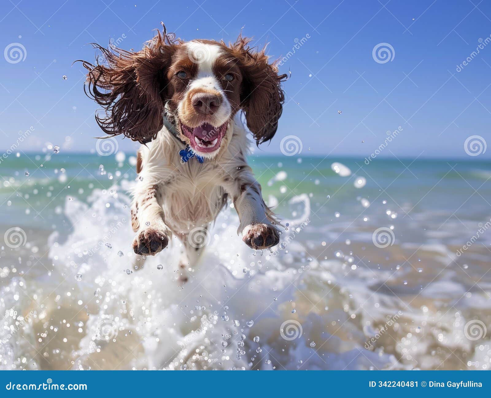 a spaniel jumping through small waves on a bright beach