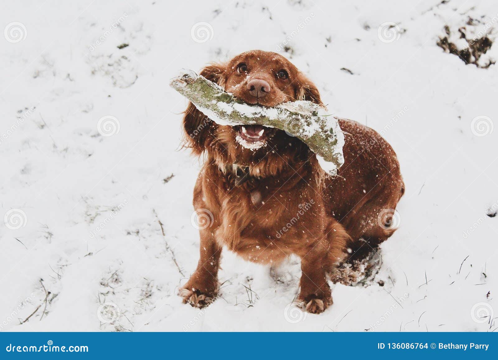 Spaniel in the snow stock photo. Image of snow, spaniel 136086764